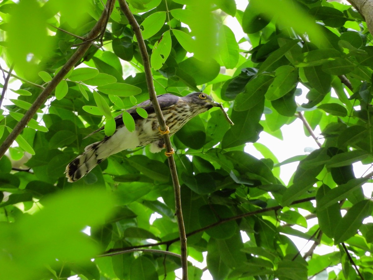 Hodgson's Hawk-Cuckoo - ML431728851