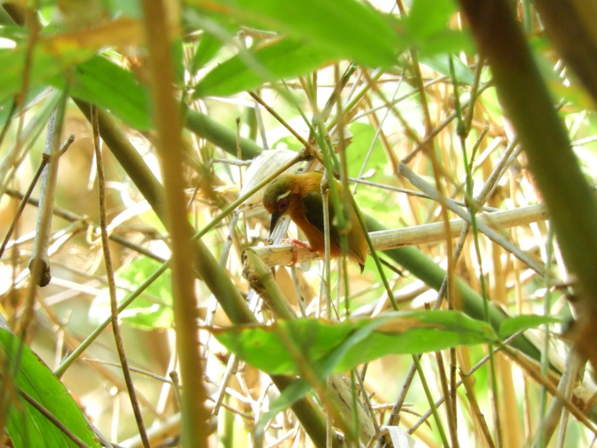 White-browed Piculet - Mayoh DE Vleeschauwer