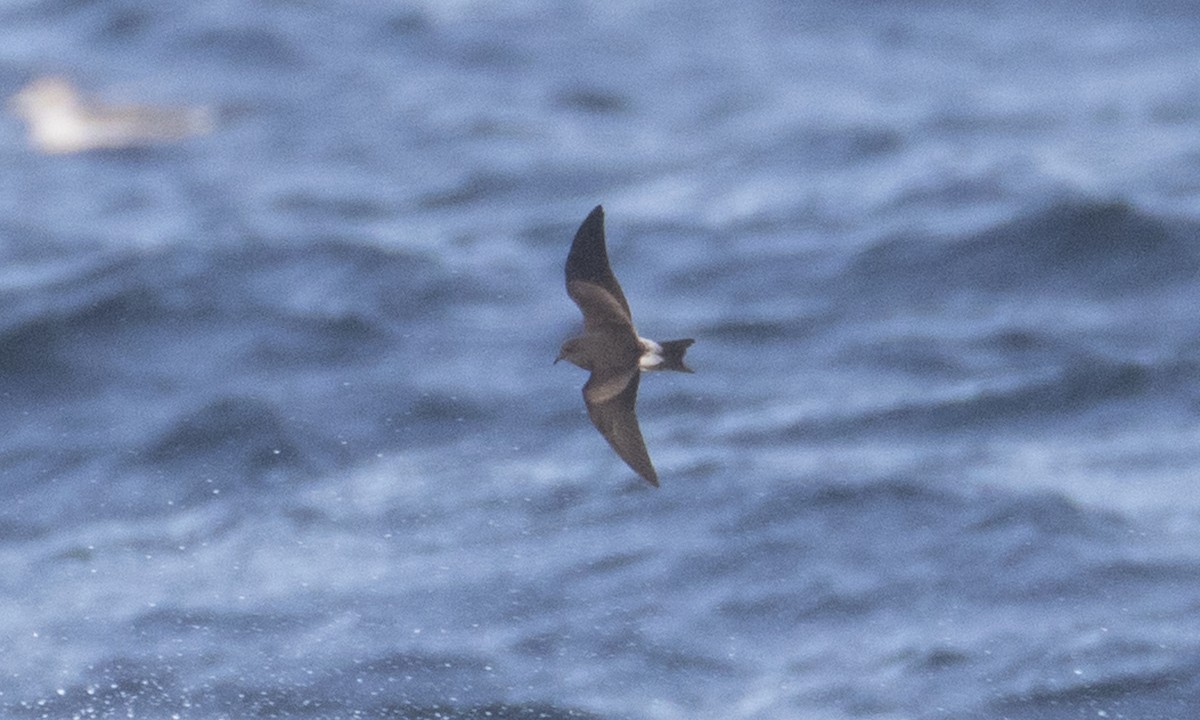 Leach's Storm-Petrel (Leach's) - ML43172991