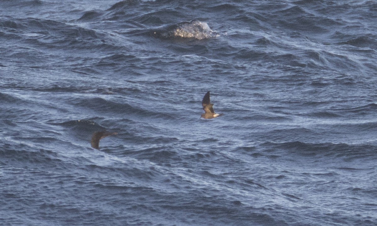 Leach's Storm-Petrel (Leach's) - ML43173011