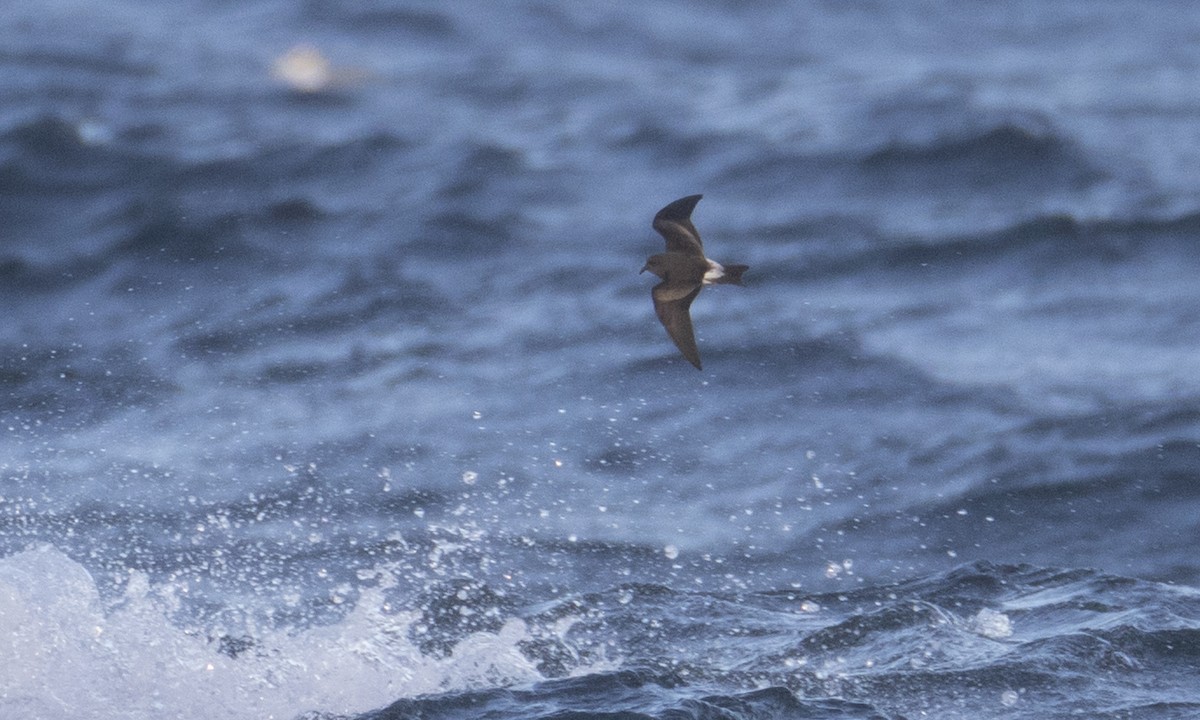 Leach's Storm-Petrel (Leach's) - ML43173031