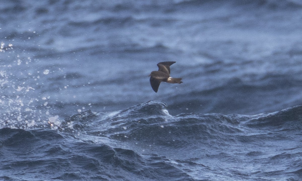 Leach's Storm-Petrel (Leach's) - ML43173041