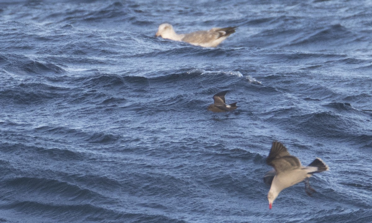 Leach's Storm-Petrel (Leach's) - ML43173061