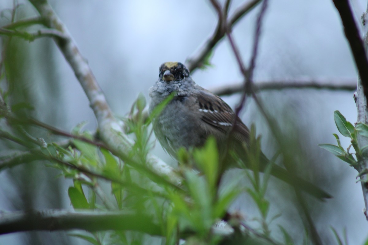 Golden-crowned Sparrow - ML431730781