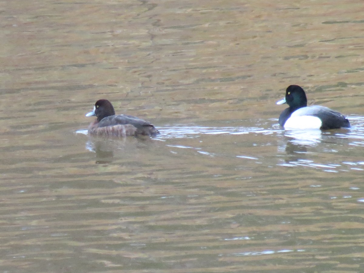 Greater Scaup - ML431731801