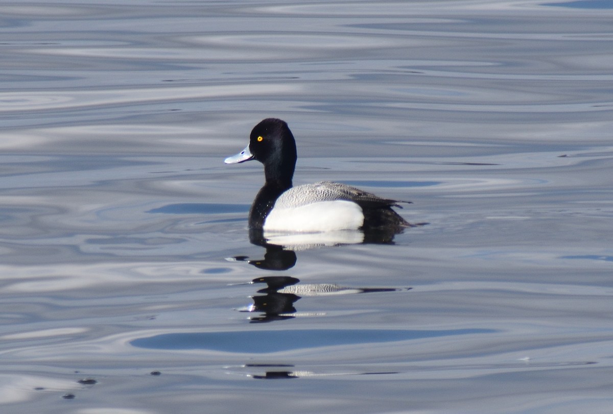 Lesser Scaup - Danielle Zukowski