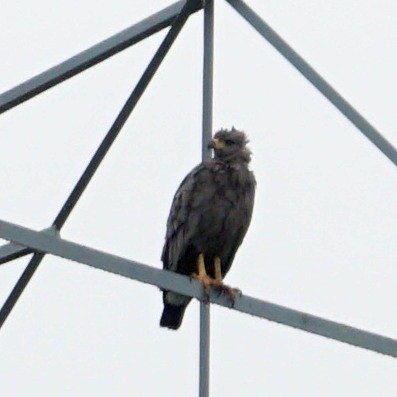 Chaco Eagle - ML431734871