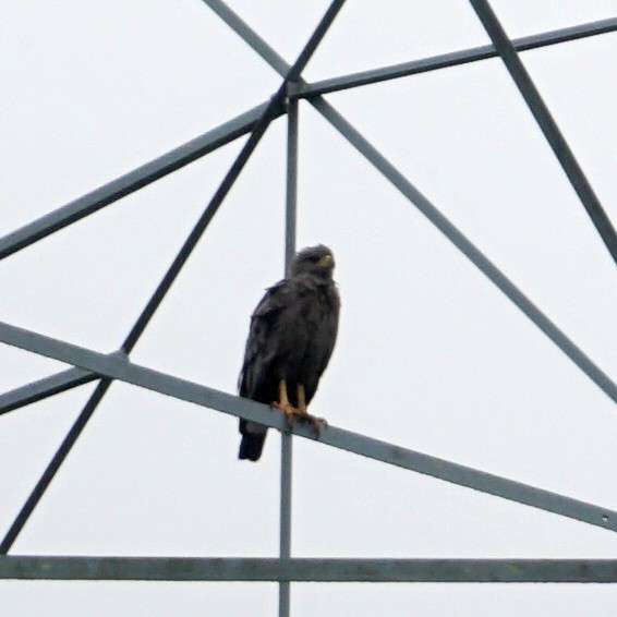 Chaco Eagle - ML431734881