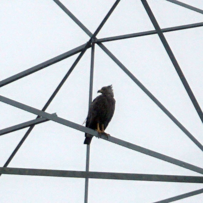 Chaco Eagle - ML431734901