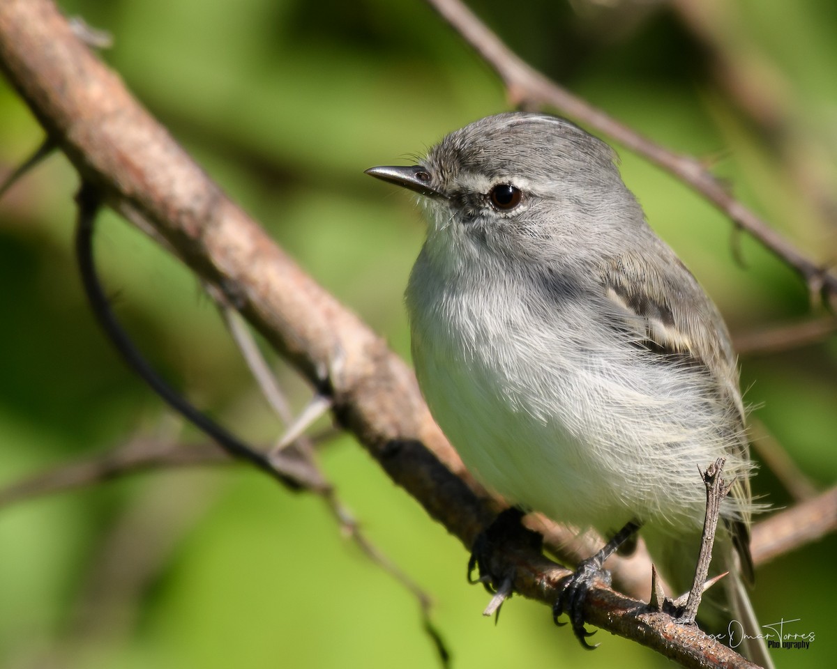 White-crested Tyrannulet (White-bellied) - ML431737381