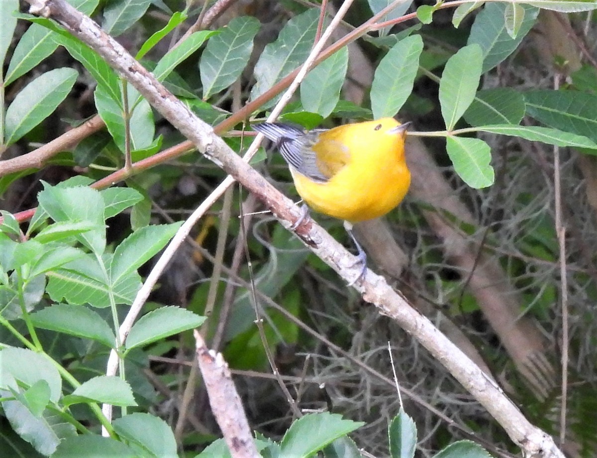 Prothonotary Warbler - ML431737621