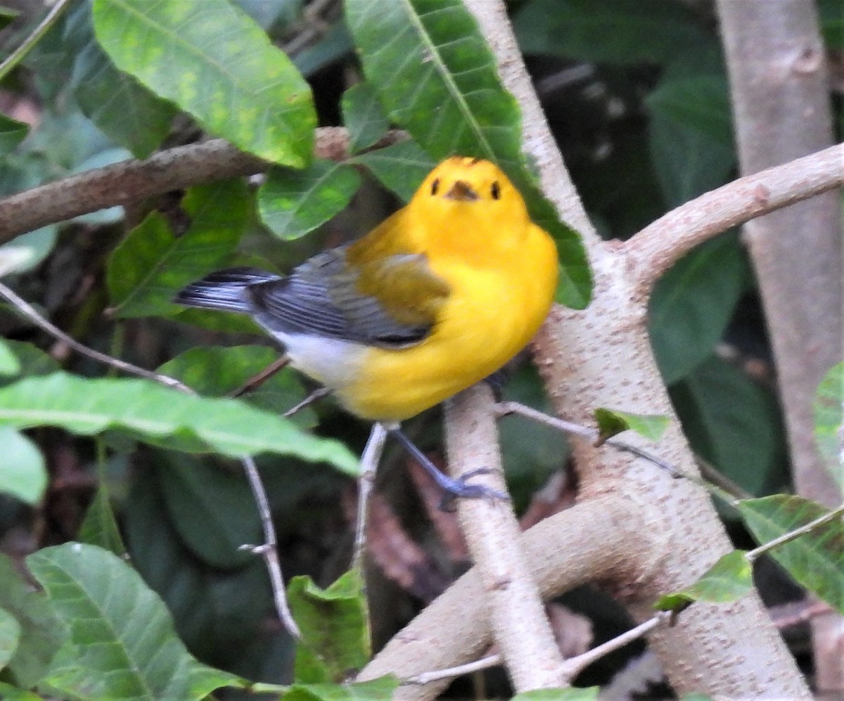 Prothonotary Warbler - Susan Dale Goebel