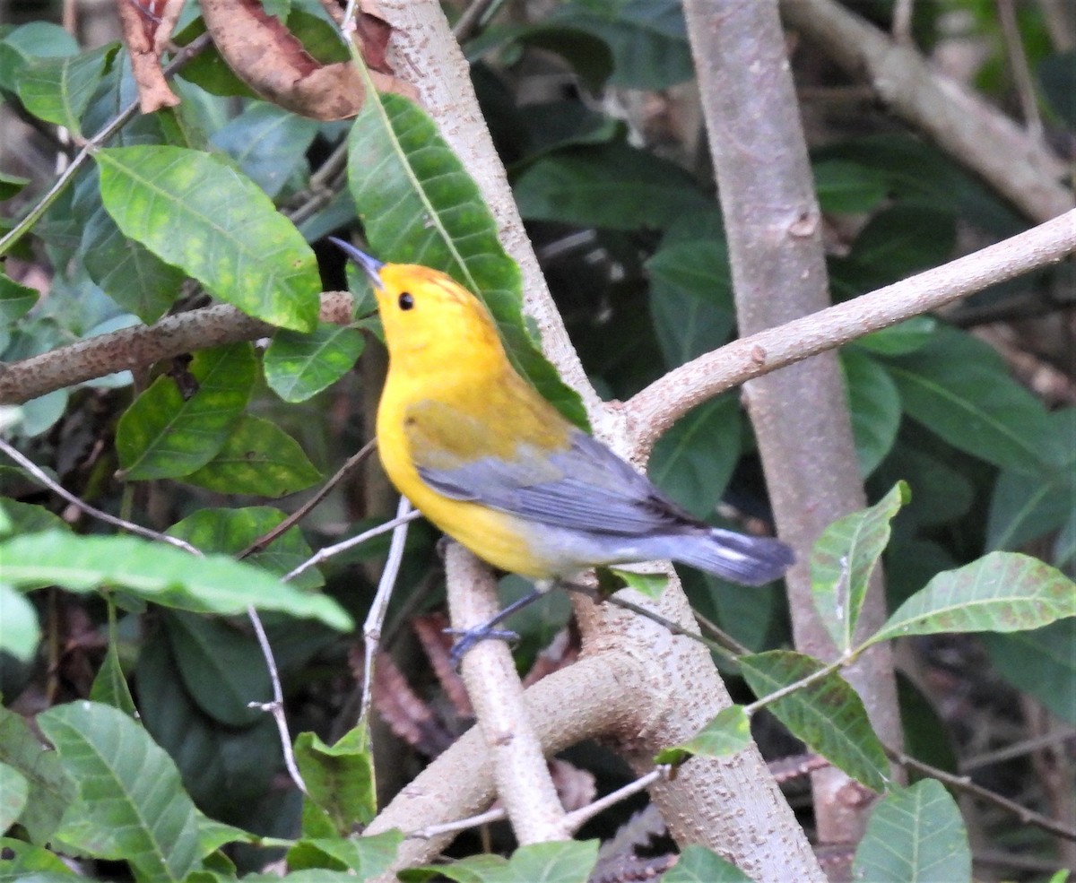 Prothonotary Warbler - ML431737651