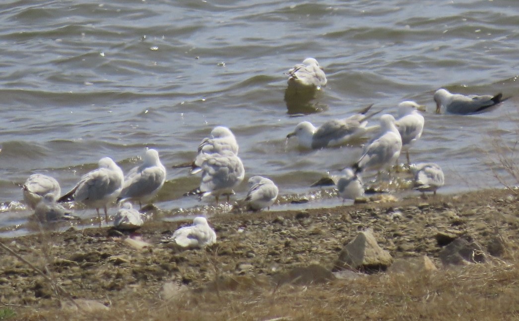 Ring-billed Gull - ML431738591