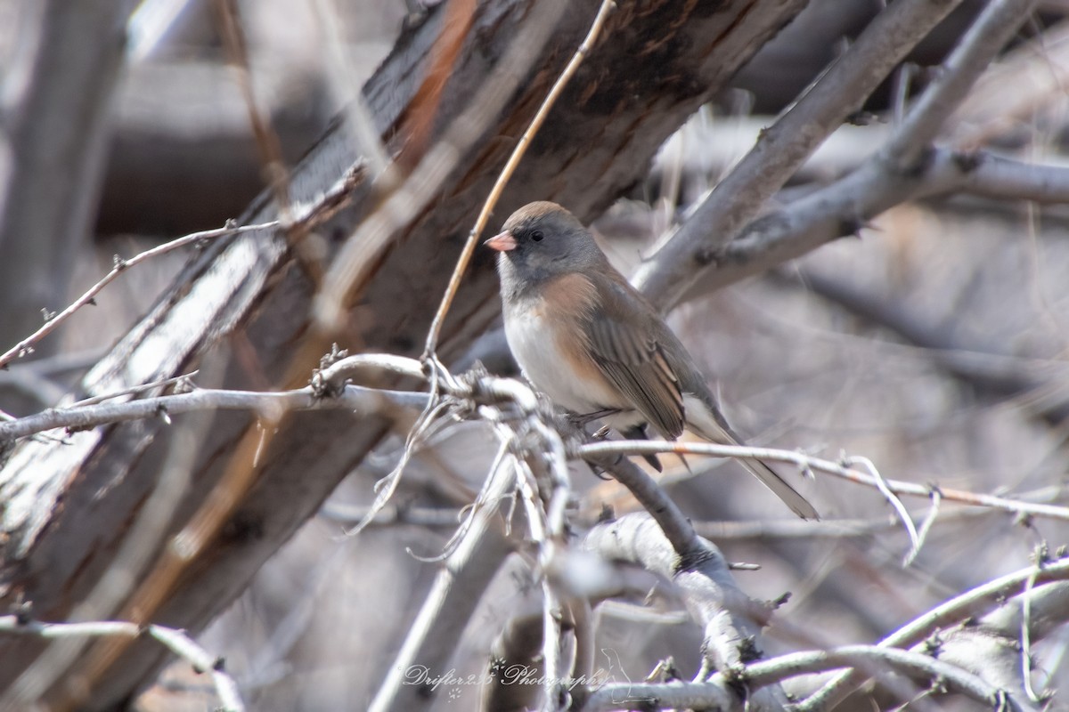 Dark-eyed Junco - Randy Youngman