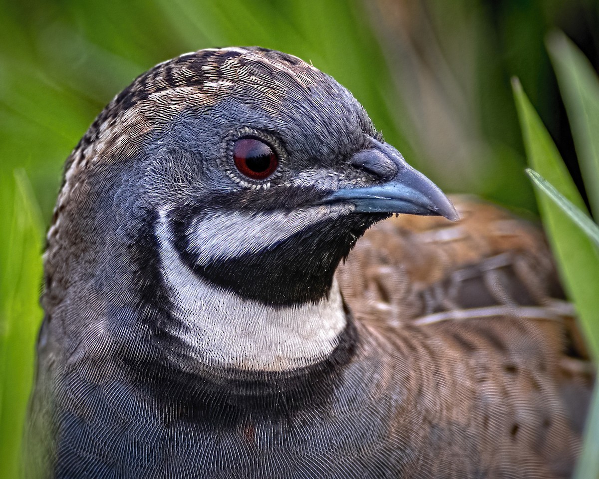 Blue-breasted Quail - Arpan Saha