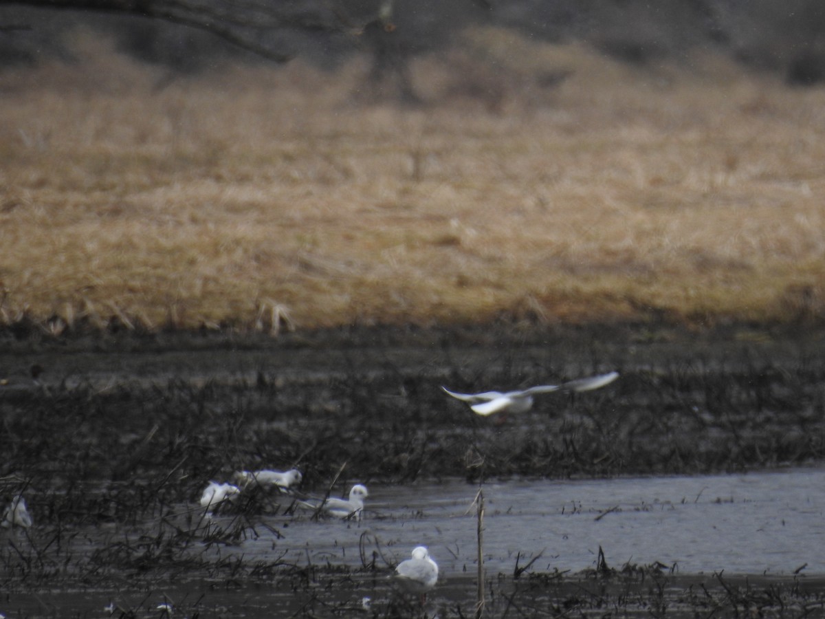 Bonaparte's Gull - Lisa Scheppke