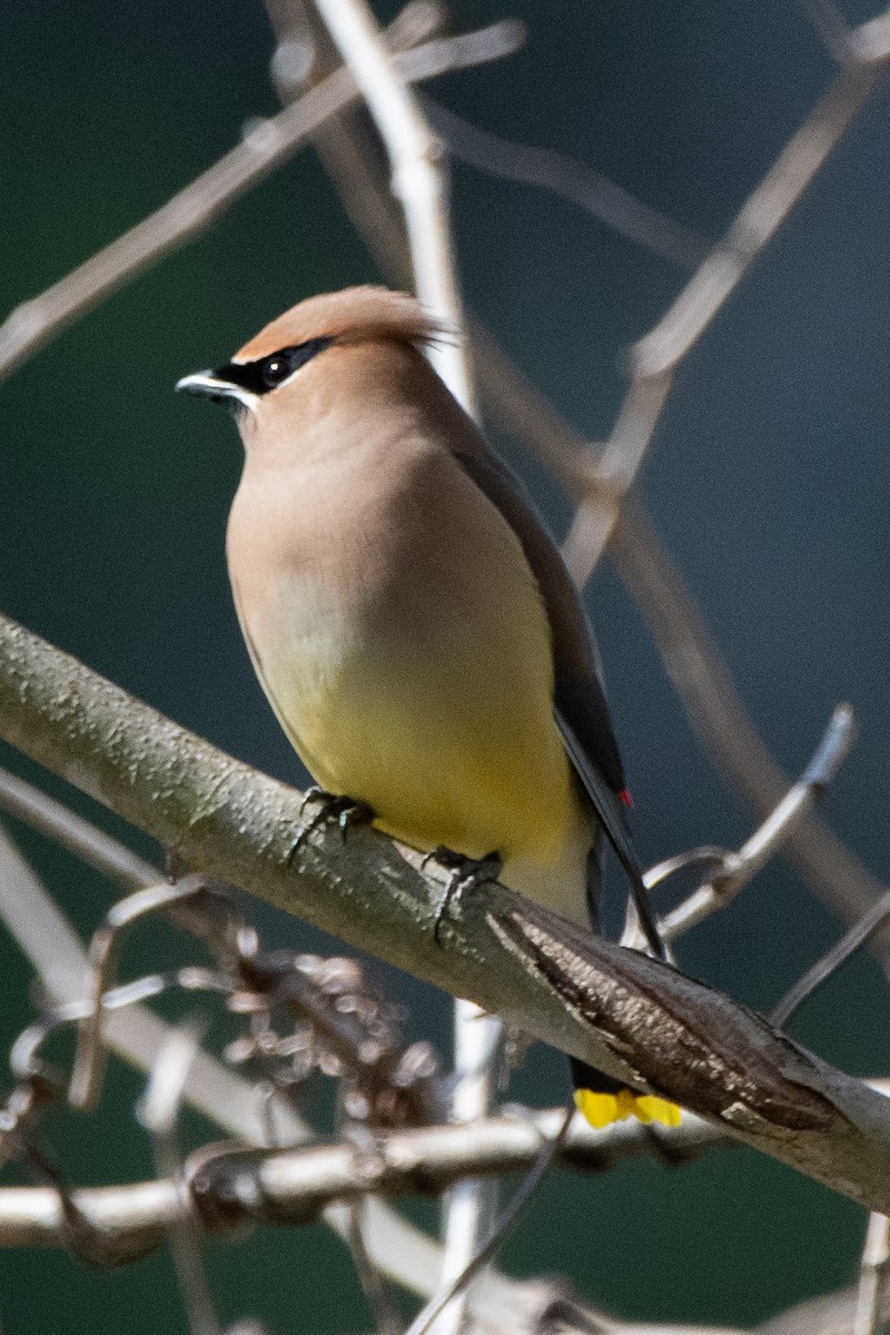 Cedar Waxwing - Mike Winck