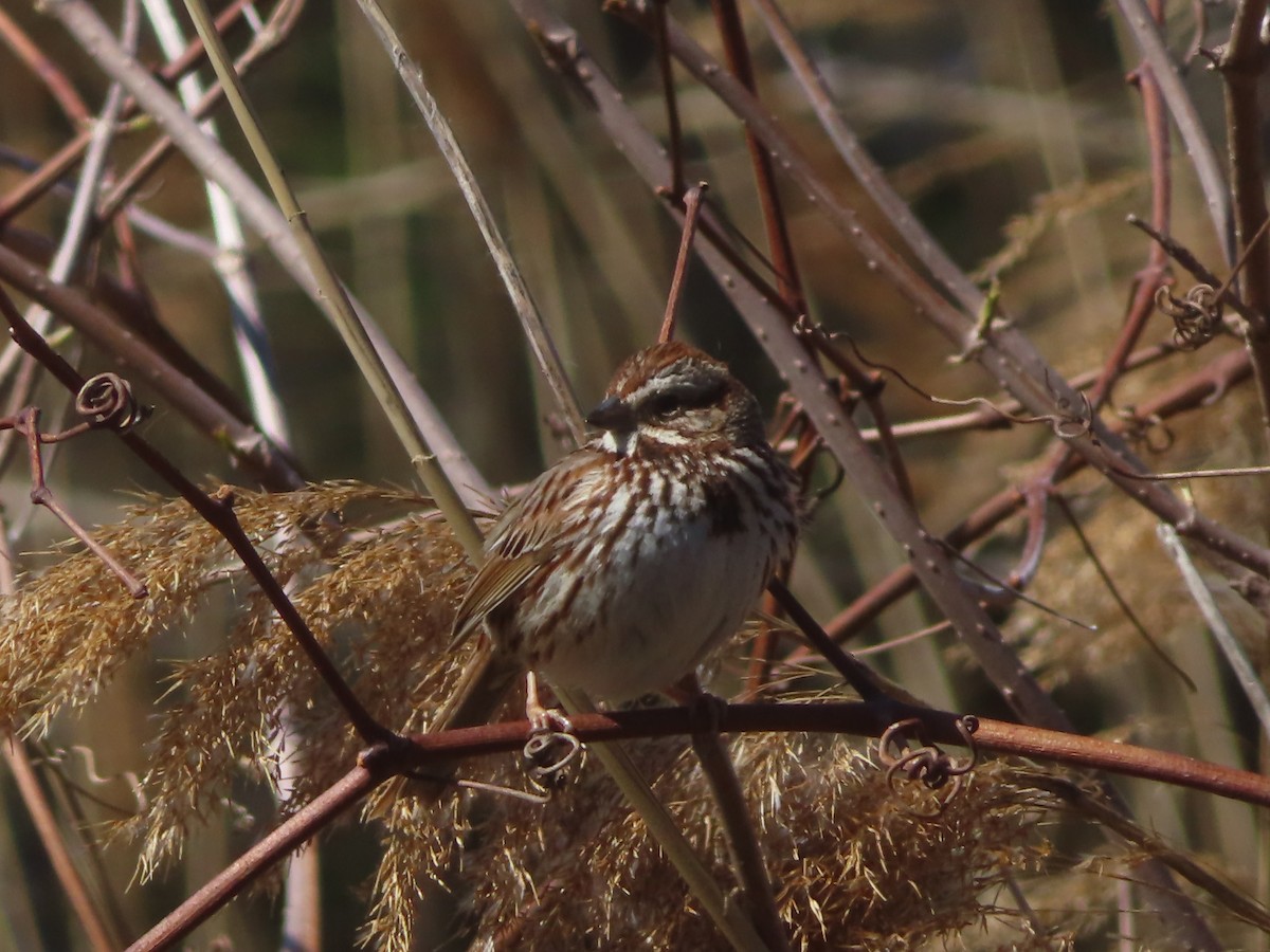 Song Sparrow - ML431740621