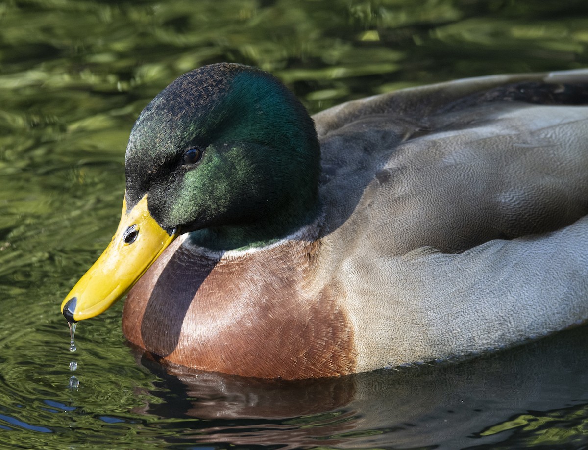 Canard colvert - ML431740781