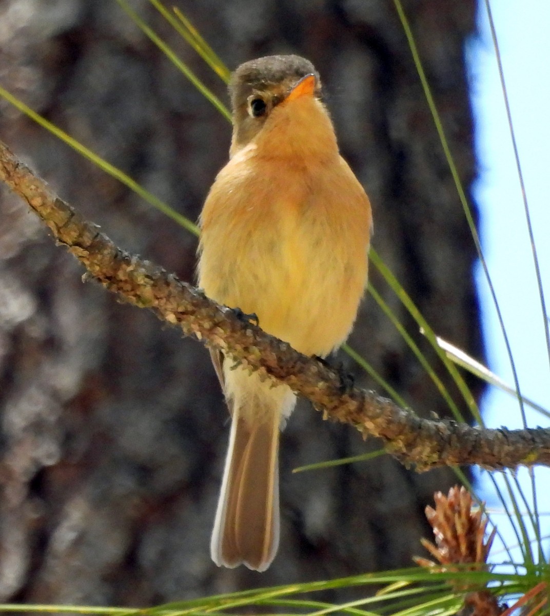 Buff-breasted Flycatcher - ML431740811