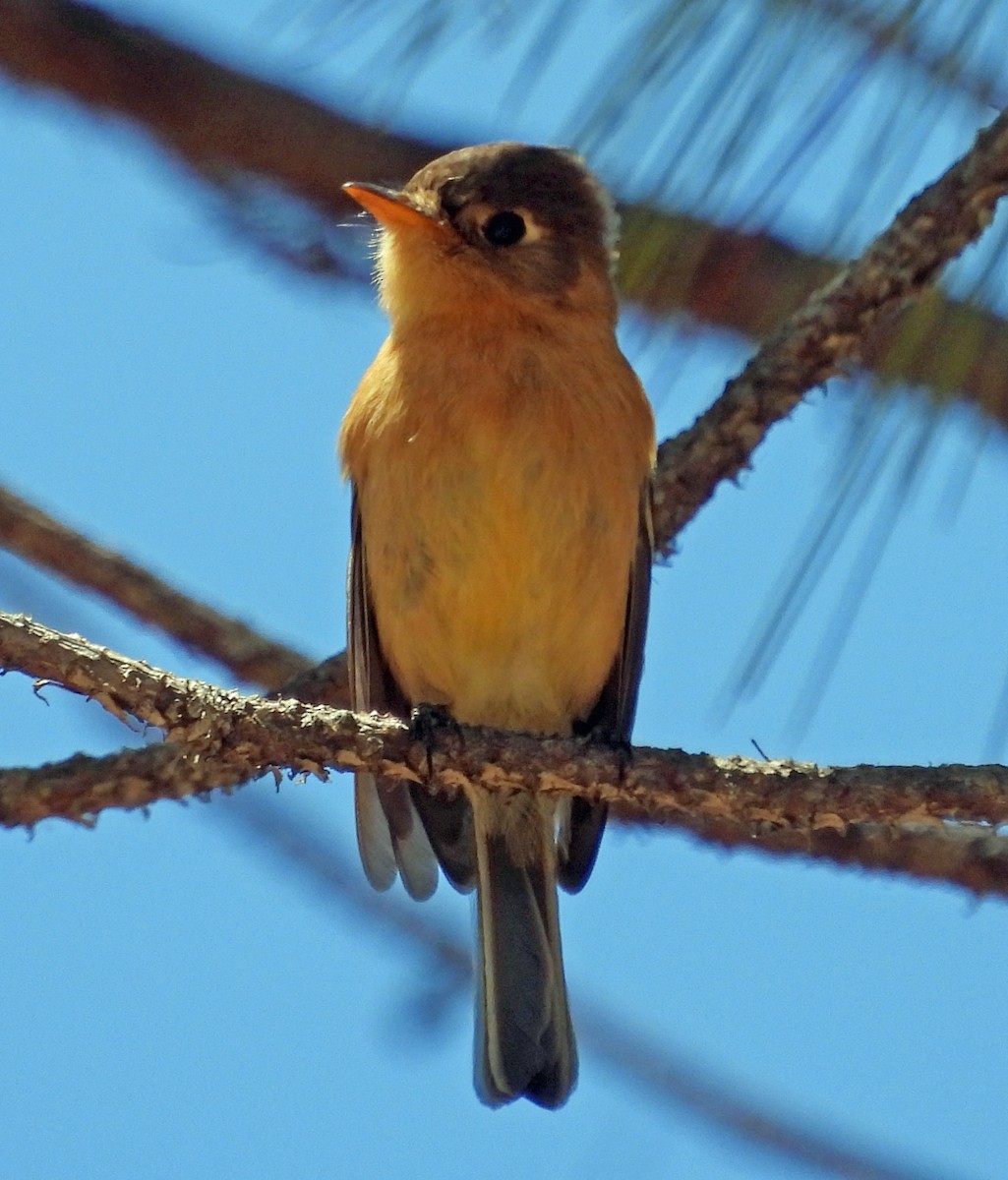 Buff-breasted Flycatcher - ML431740821