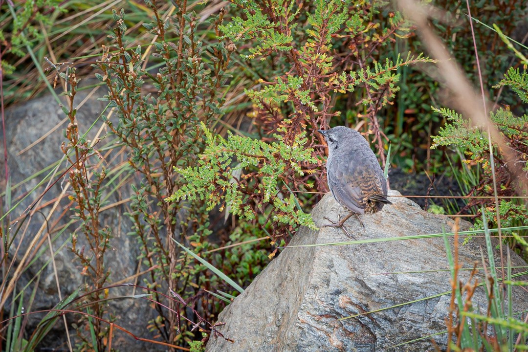 Neblina Tapaculo - ML431741251