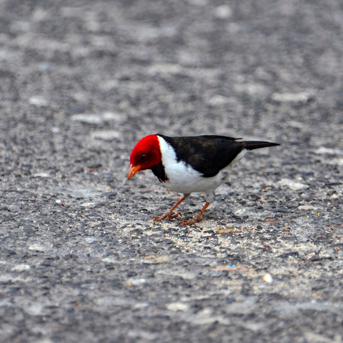 Yellow-billed Cardinal - ML431741741