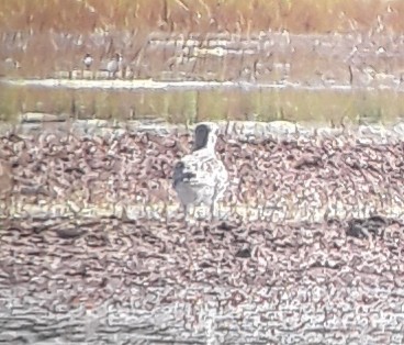 Black-bellied Plover - ML431741781