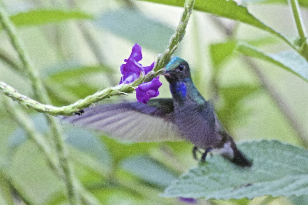 Charming Hummingbird - ML431741801