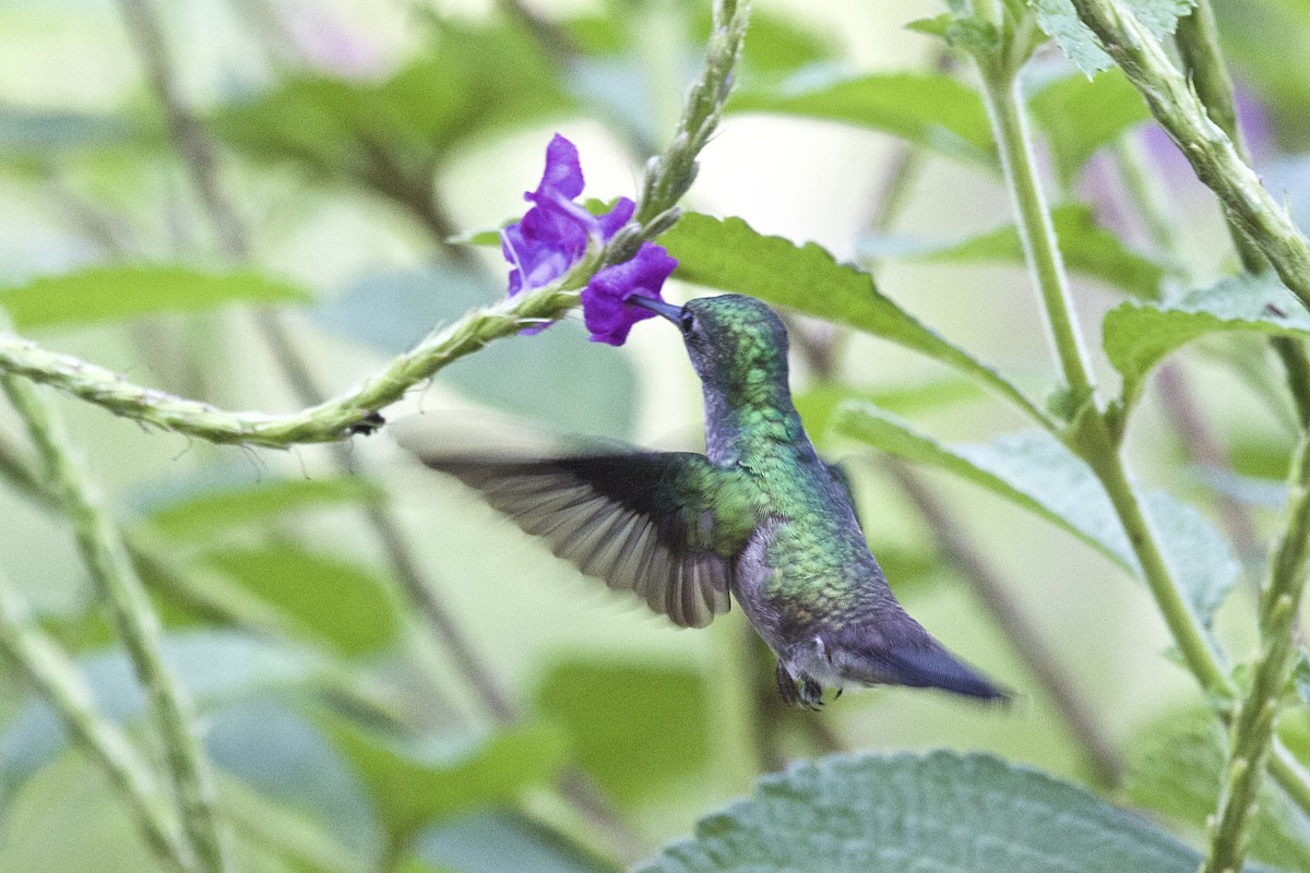 Charming Hummingbird - ML431741811
