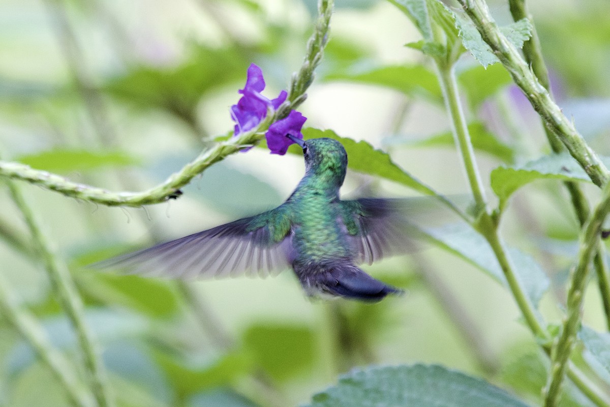 Charming Hummingbird - ML431741841