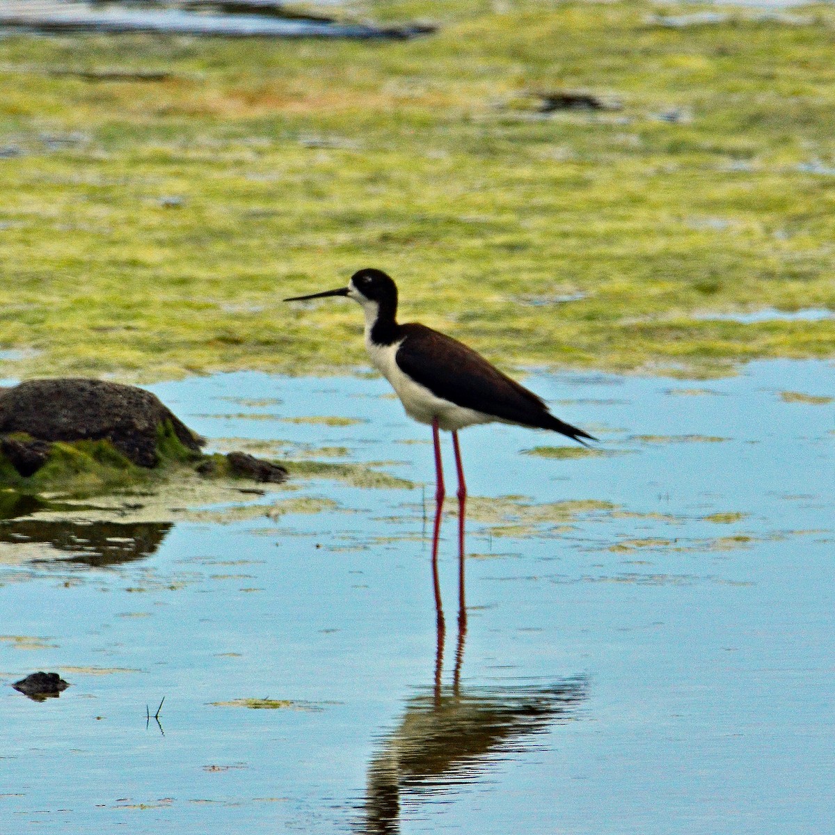 Black-necked Stilt - ML431742321