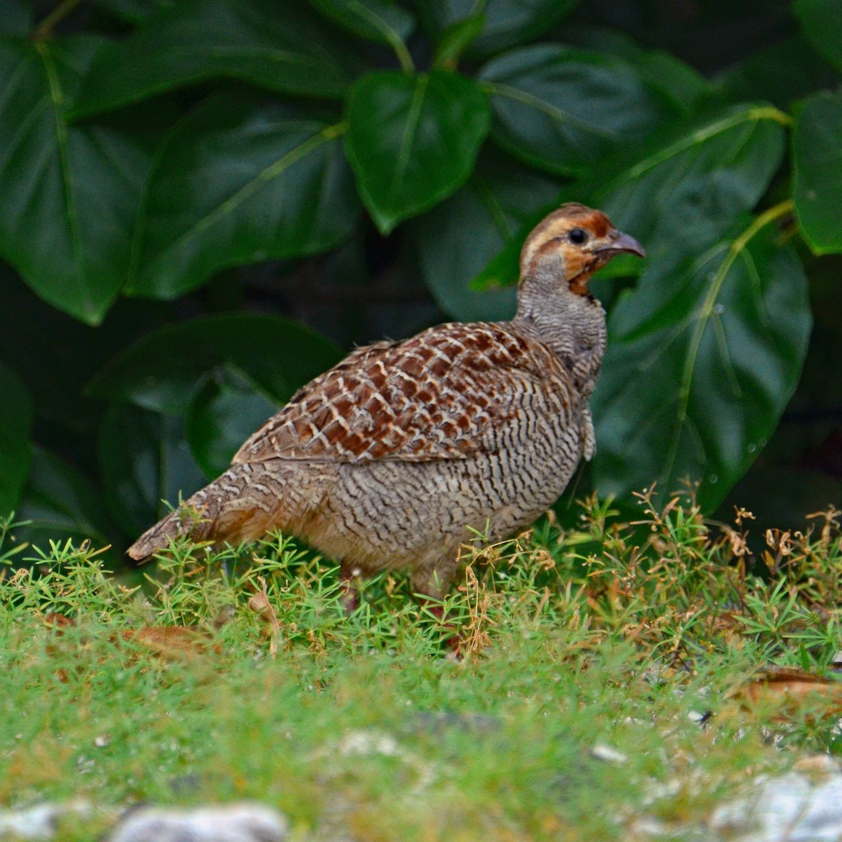 Gray Francolin - ML431742521