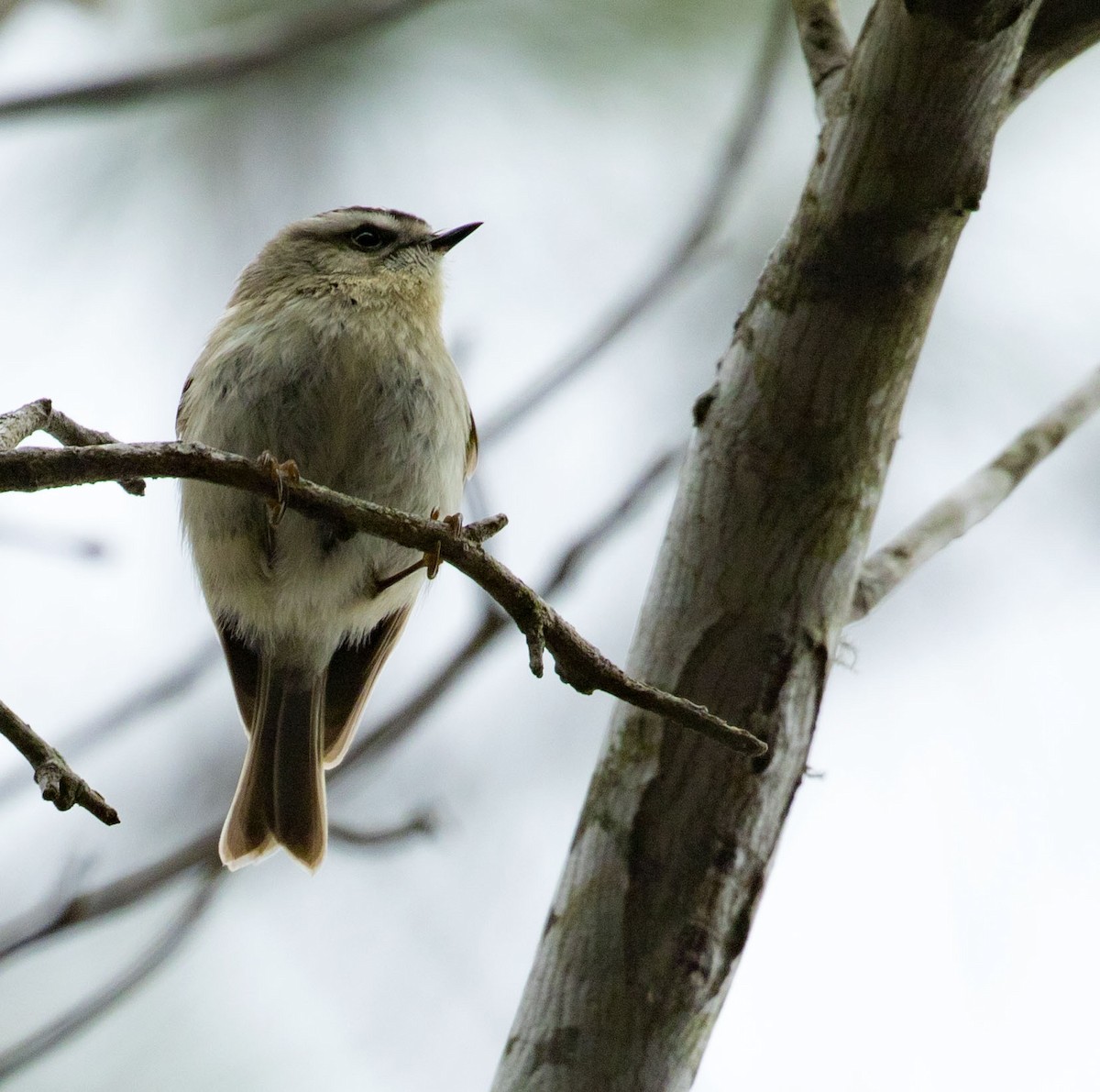 Golden-crowned Kinglet - Jason Lott