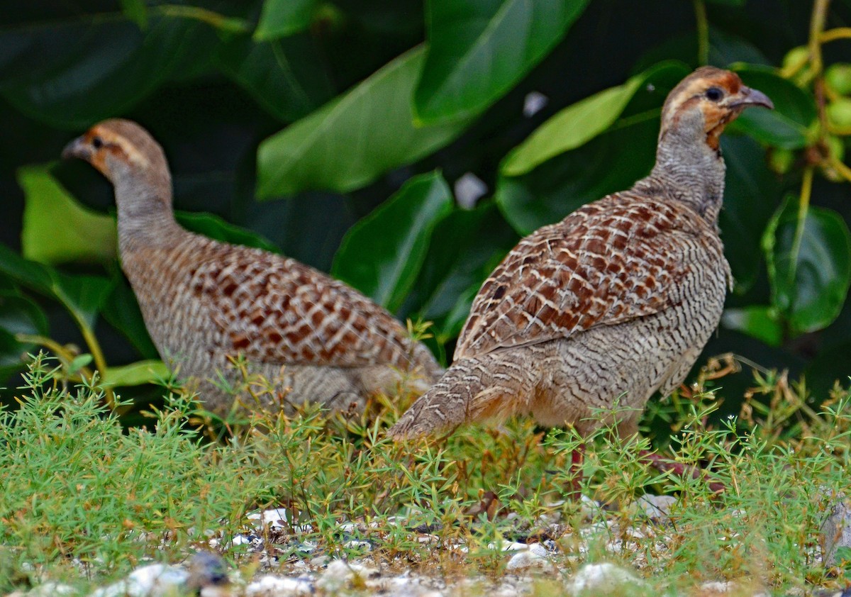 Gray Francolin - ML431743301