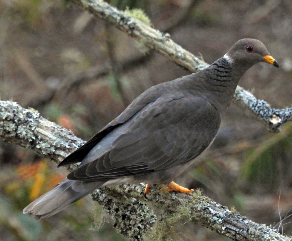 Band-tailed Pigeon - Danilo Moreno