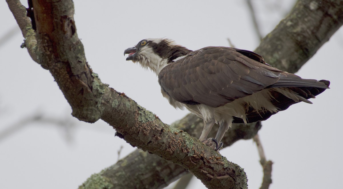 Águila Pescadora - ML431743771