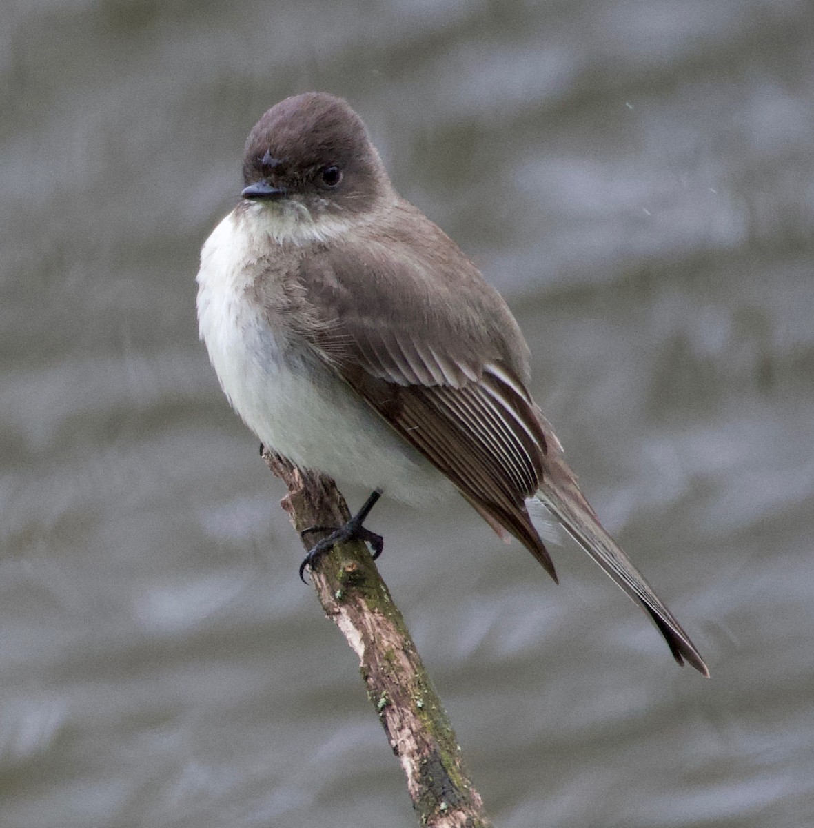 Eastern Phoebe - Leon Meintjes