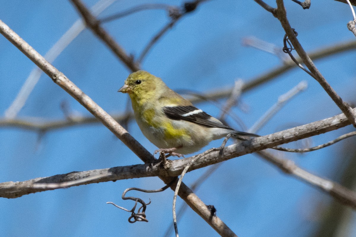 Chardonneret jaune - ML431744171