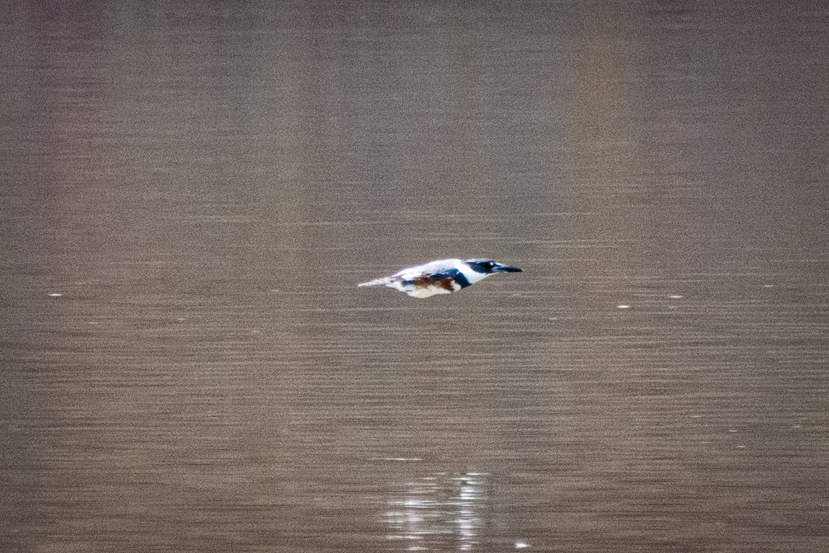 Martin-pêcheur d'Amérique - ML431744221