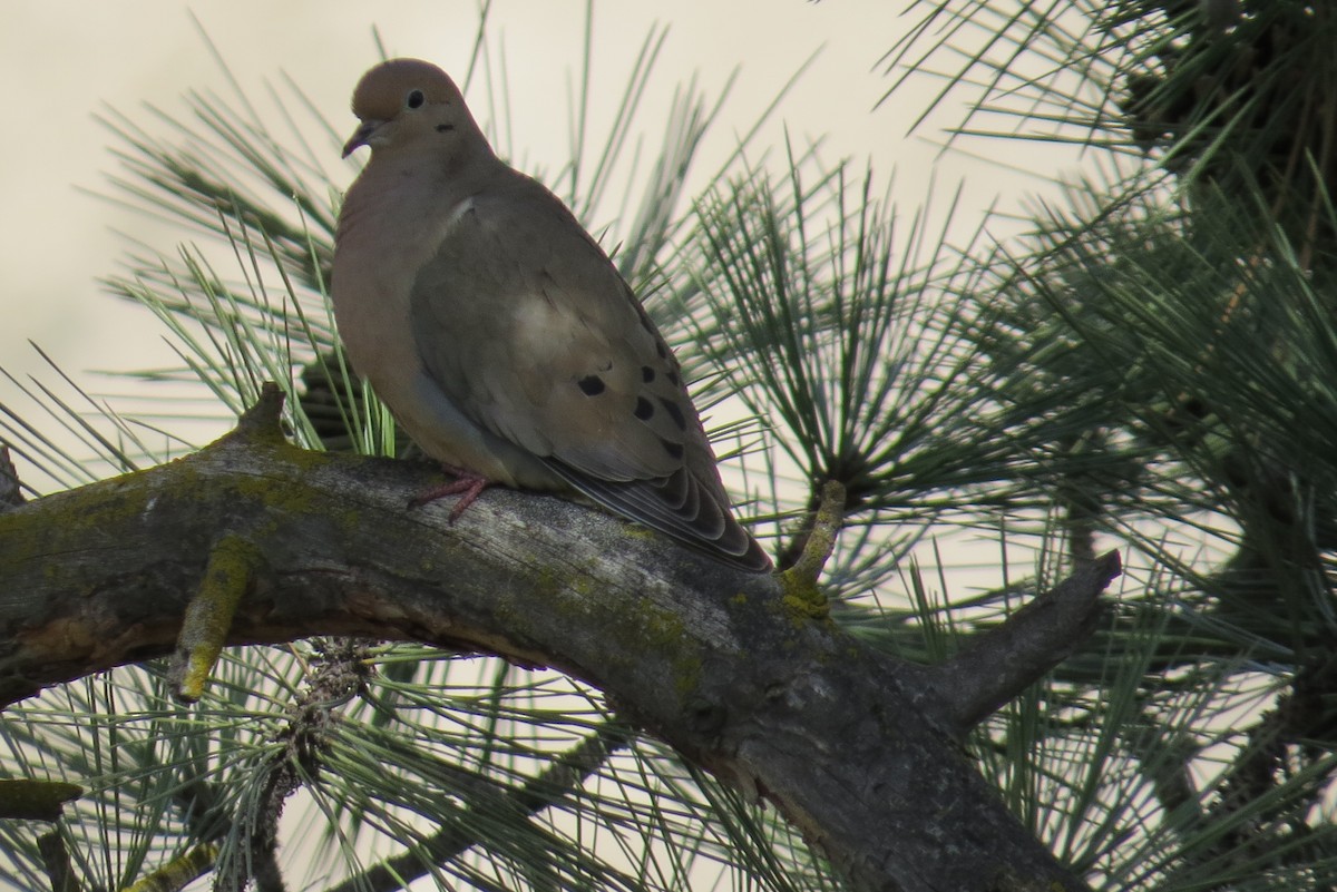 Mourning Dove - ML431744421