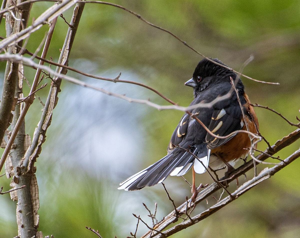 Eastern Towhee - ML431745241