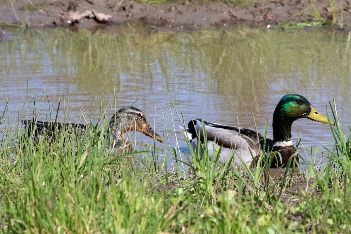 Mallard - Mike Winck