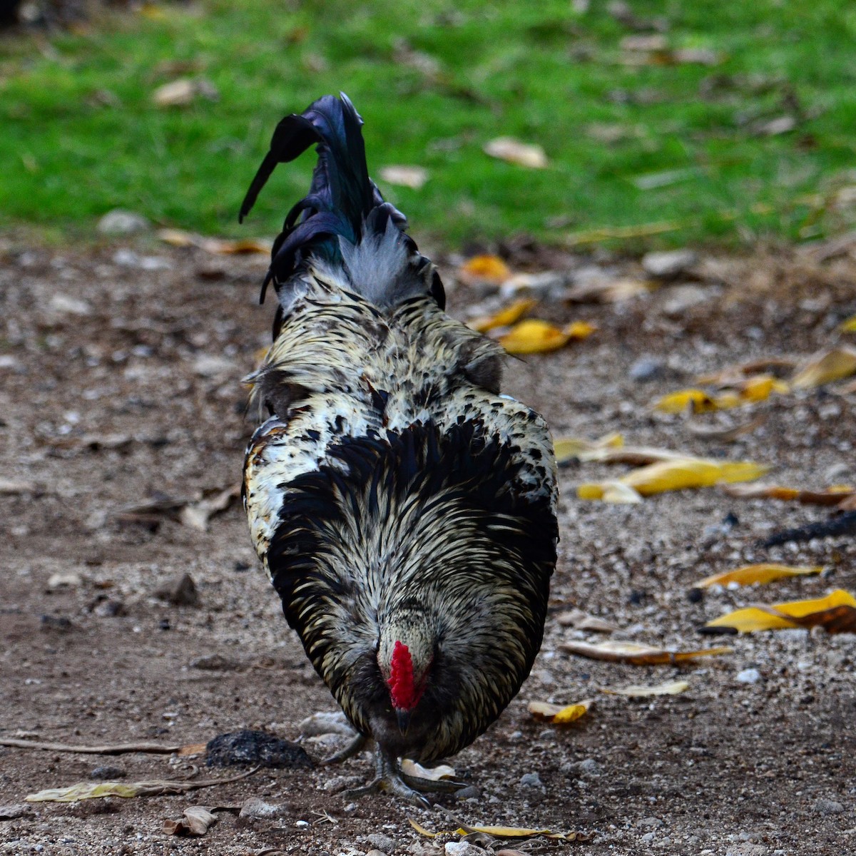 Red Junglefowl (Domestic type) - ML431745871