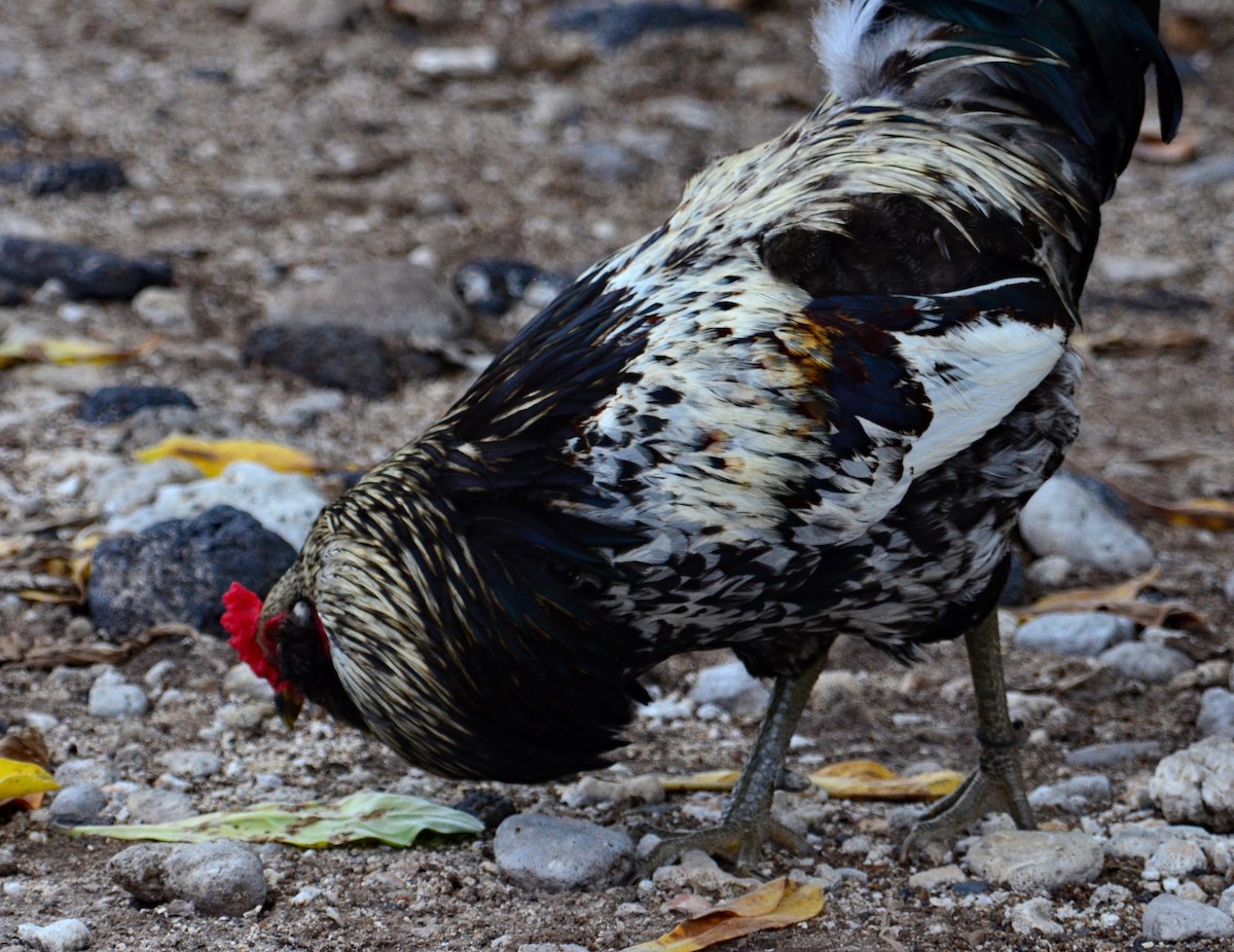 Red Junglefowl (Domestic type) - ML431745881