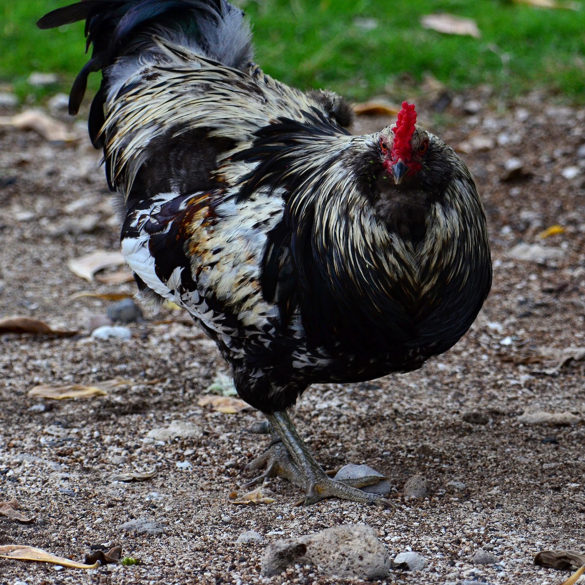 Red Junglefowl (Domestic type) - David Hohmann