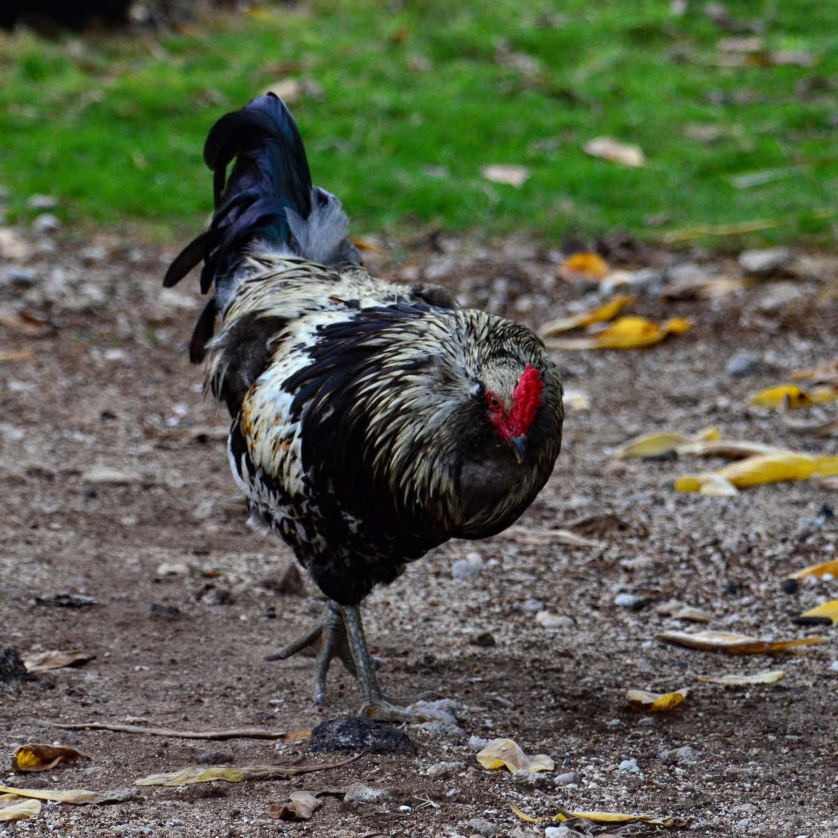 Red Junglefowl (Domestic type) - ML431745951