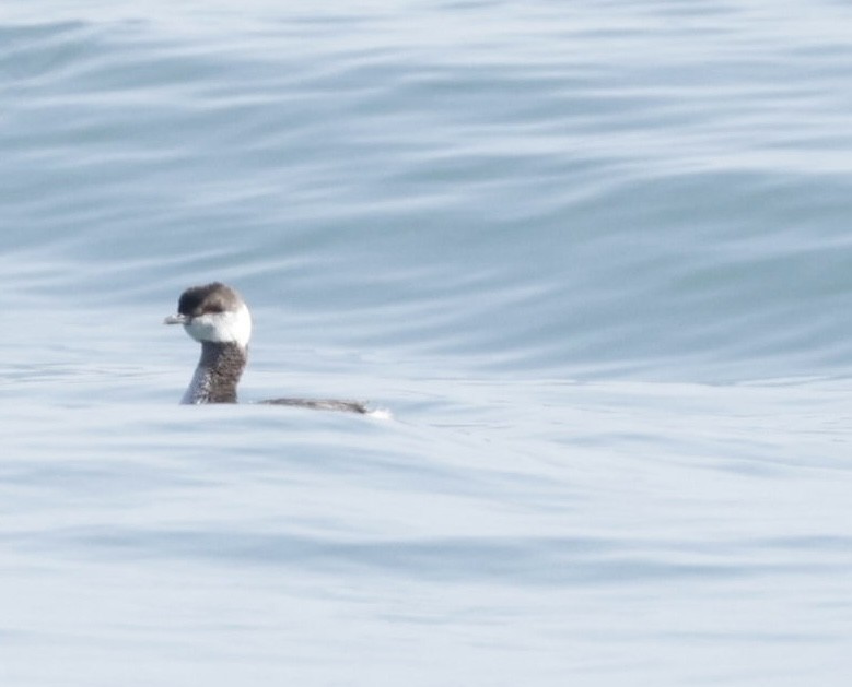 Horned Grebe - ML431746241