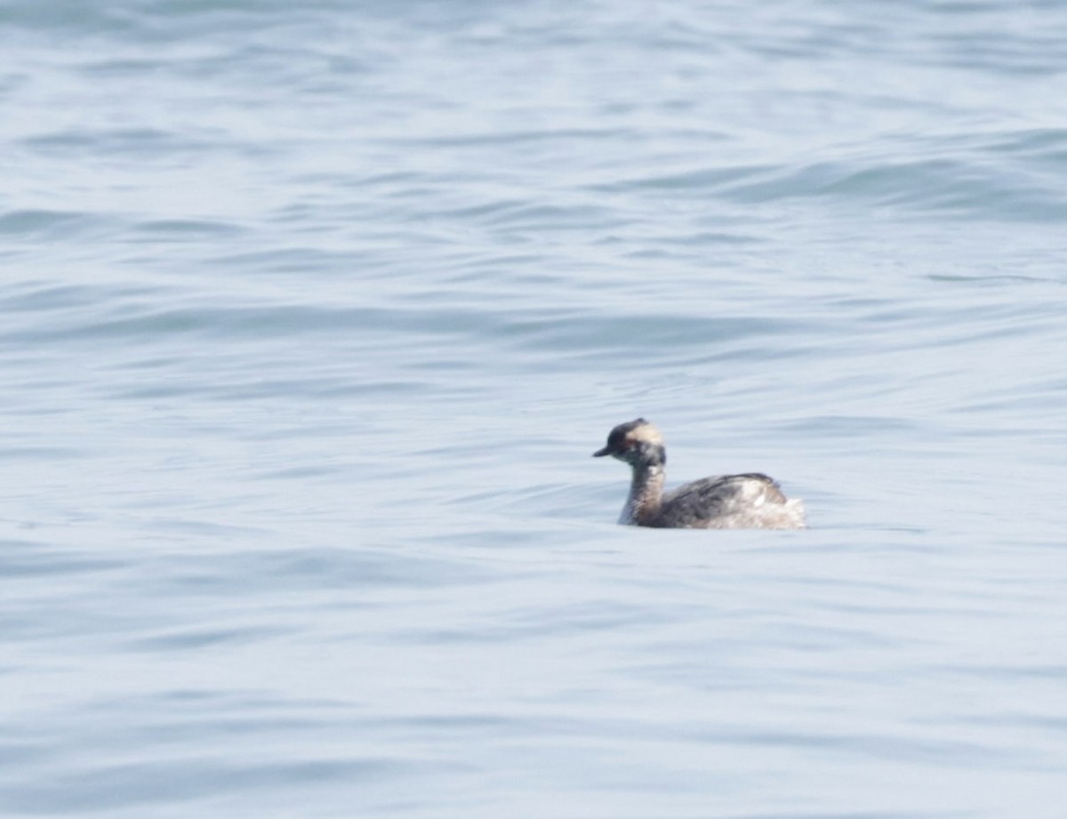 Horned Grebe - ML431746281